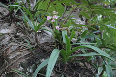 Aerides maculosum